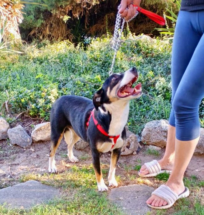 SZONI urocza sunia, akceptuje KOTY uratowana w Bułgarii.