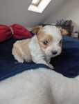 Piękny chłopiec Golddust Yorkshire Terrier po cudownych rodzicach