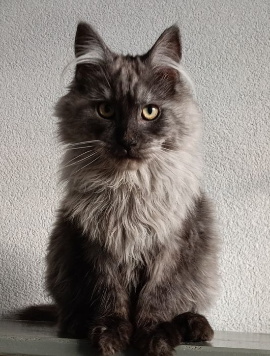 Kociak Maine Coon czarna dymna dziewczynka - 3 miesięczna, rodowód FPL