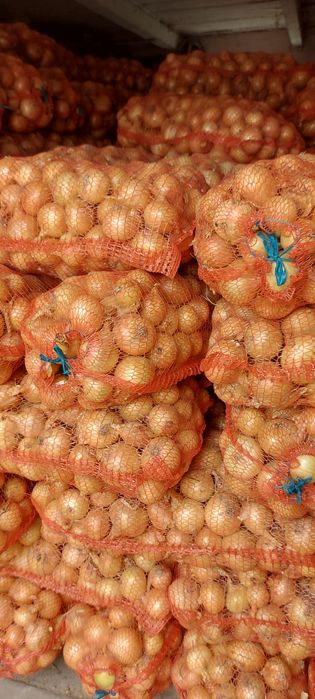 Продам цибулю на зберігання