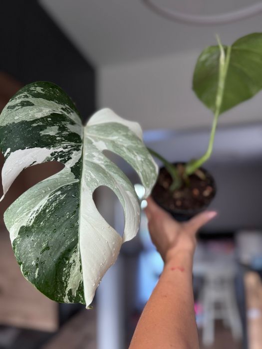 Monstera deliciosa variegata