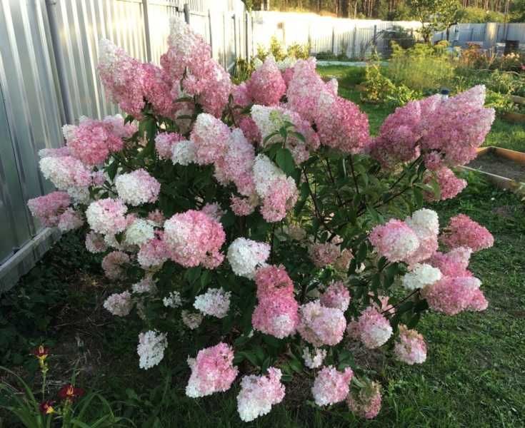 HORTENSJA BUKIETOWA PINK LADY - sadzonki w doniczkach