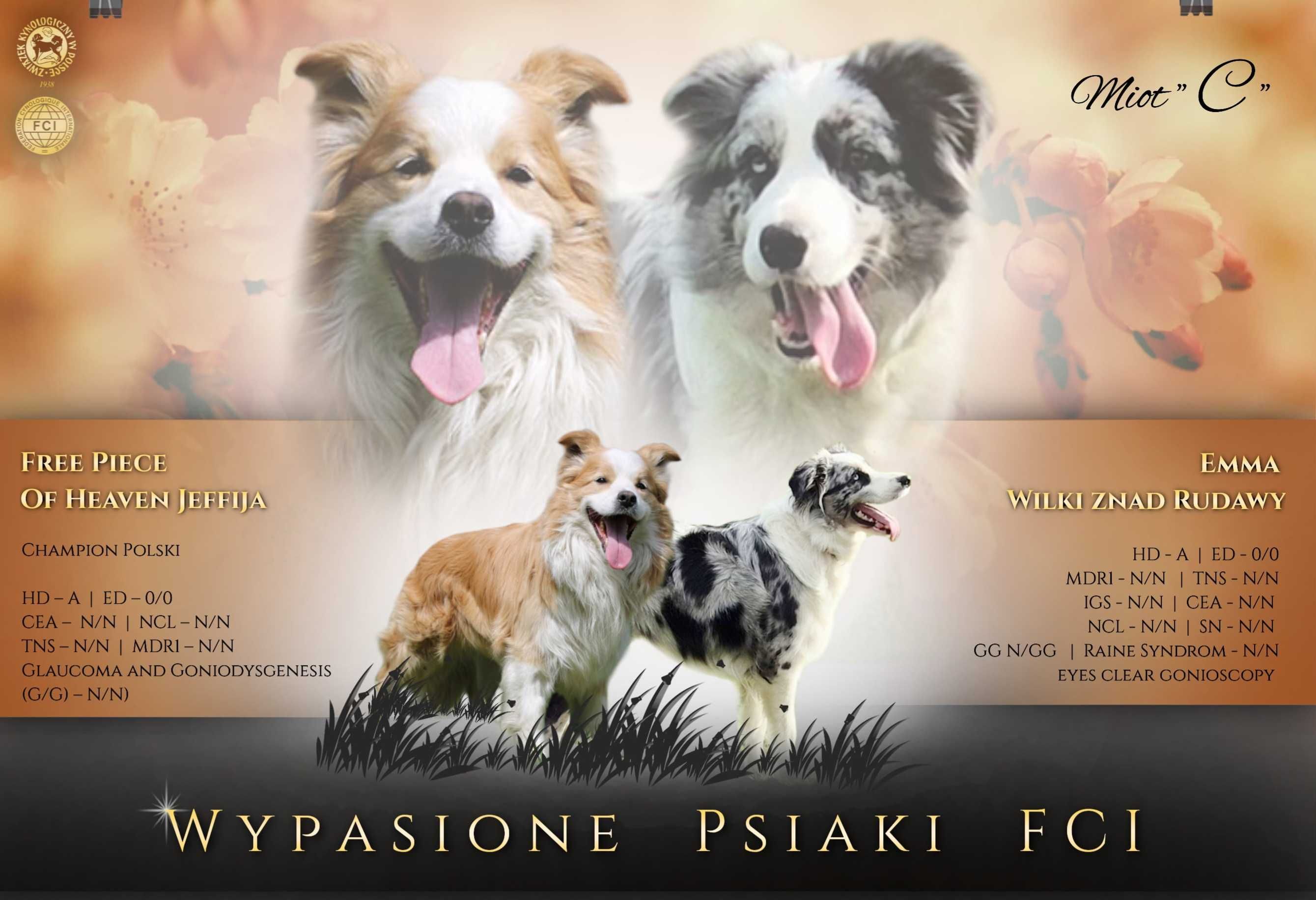 Szczeniak suczka border collie black tricolor ZKWP FCI po Championie