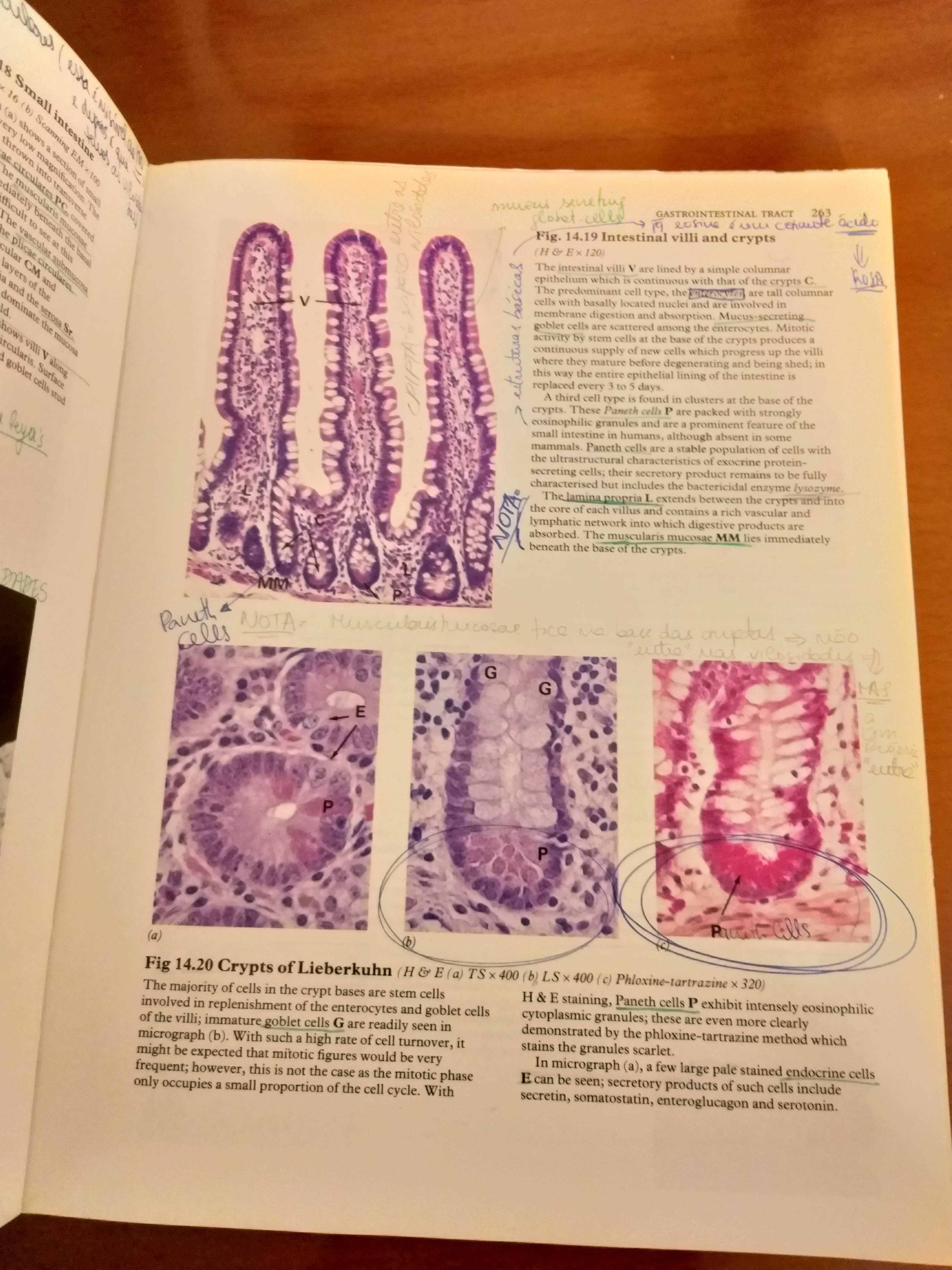 Wheater's Functional Histology - text and colour - 3 edição inglês