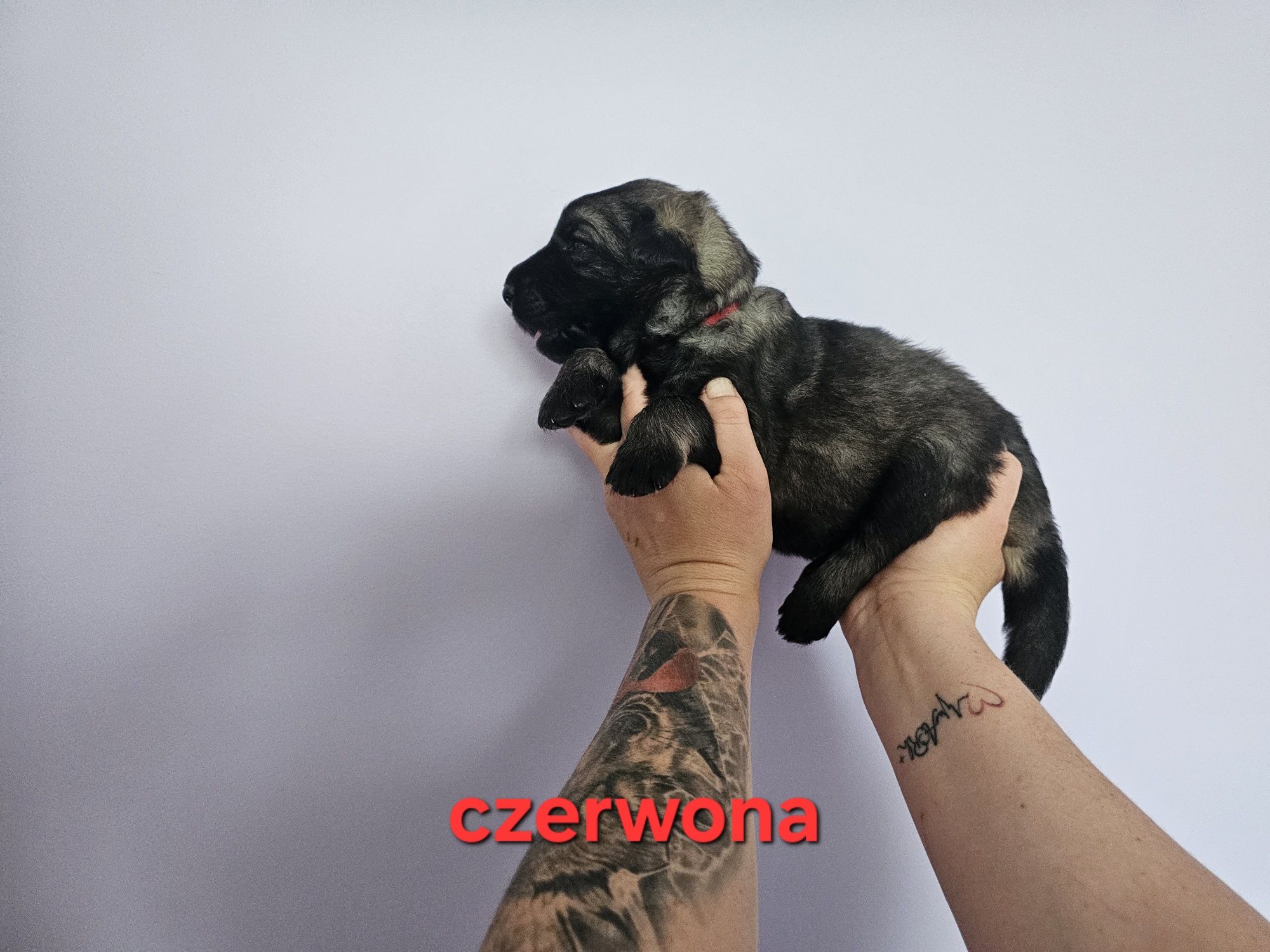 Owczarek Staroniemiecki