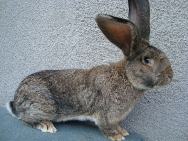 królik samiec belg olbrzym 8-miesięczny belgijski króliki