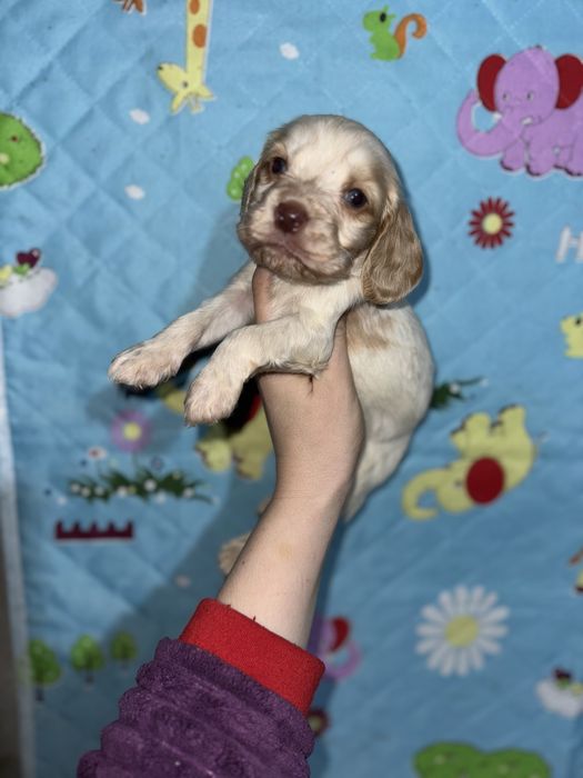 Кокерята різні окраси