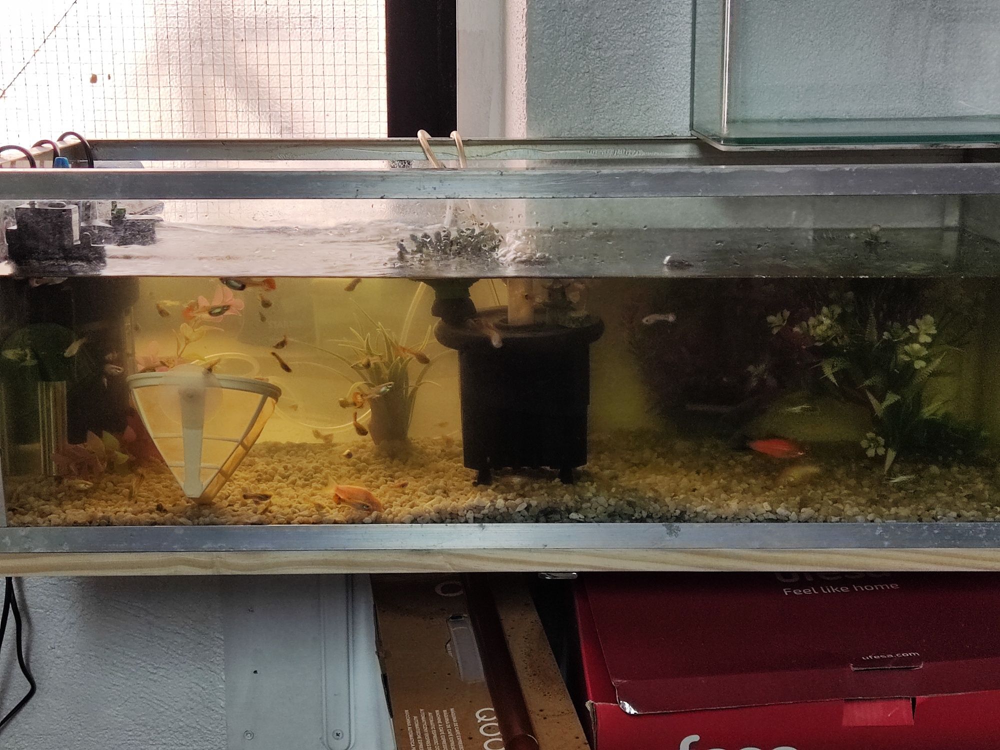 Vendo guppys variedade