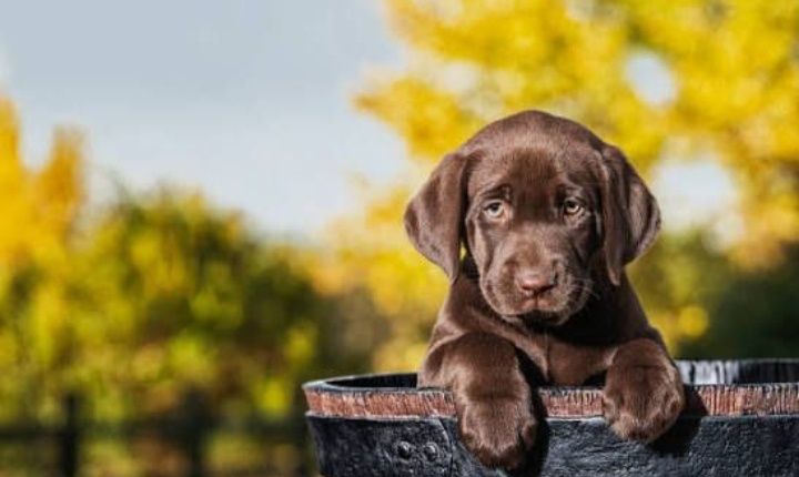 Шоколадный Лабрадор мальчики и девочки Палевый и Черный окрас