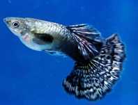 Guppys de linhagem