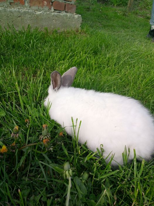 Кроликі каліфорнія