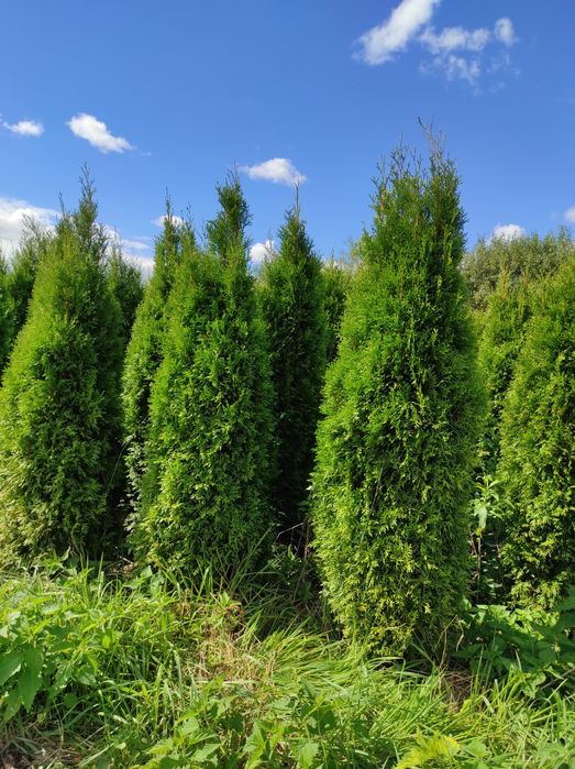 Thuja Szmaragd wysokość 140cm-220cm