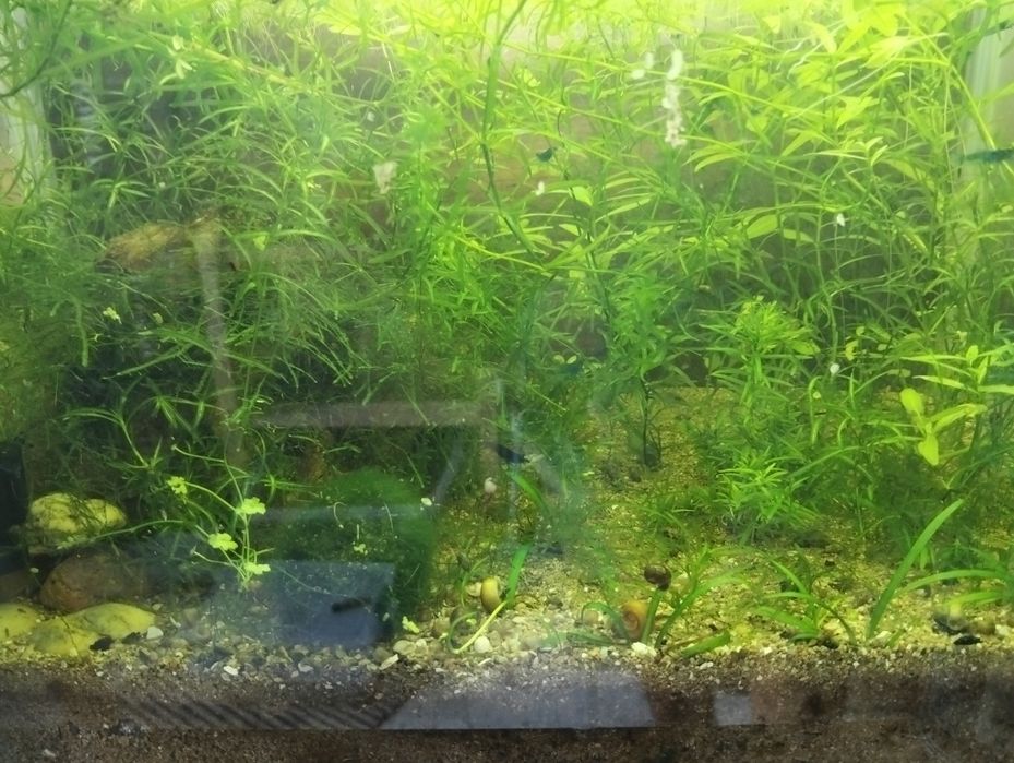 Plantas para aquário