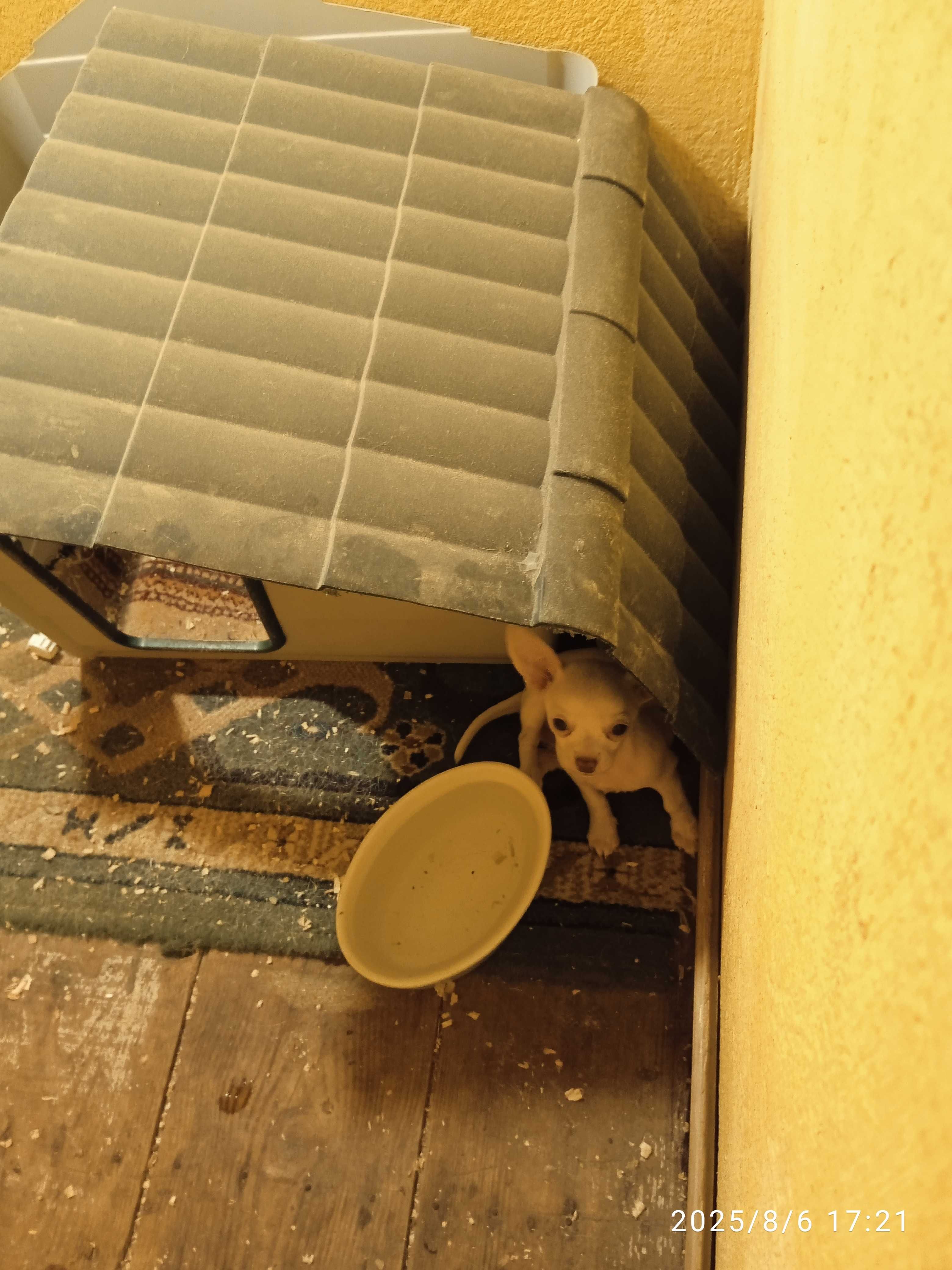 Chihuahua menina meiga e bonita