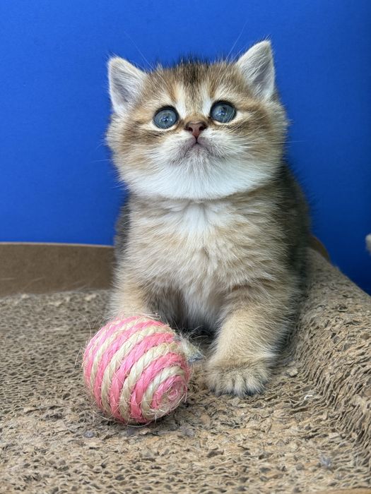 Macho scottish stright