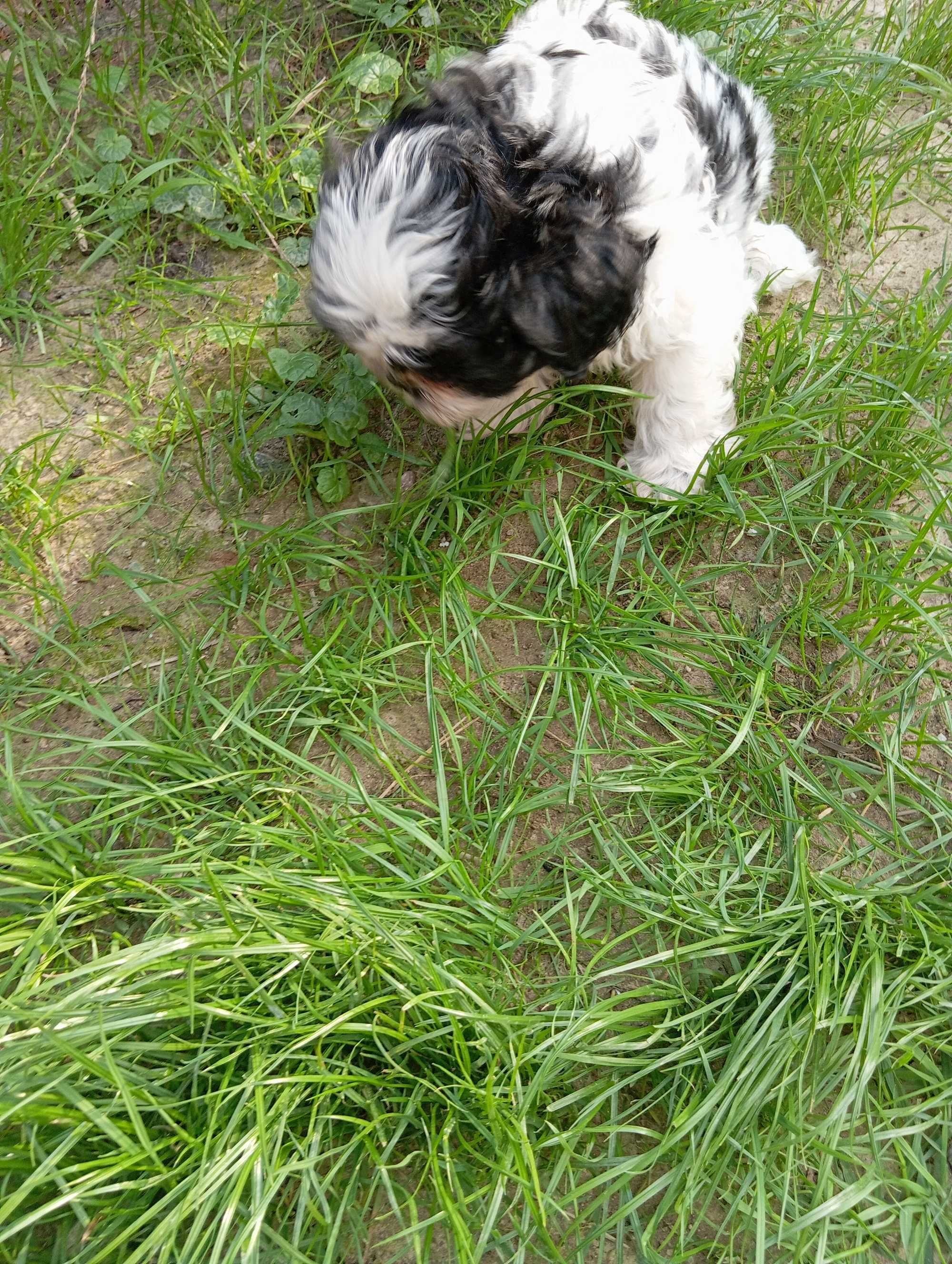 Biało -czarny piesek shih tzu z genem czekoladowym