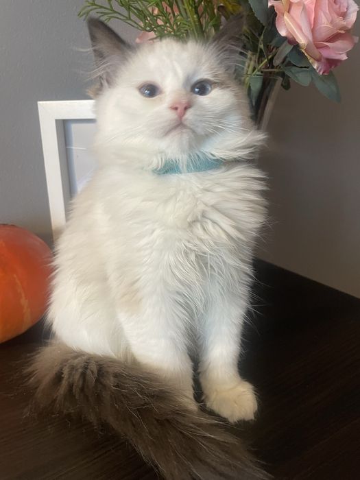 Koteczka kotka Ragdoll cudna lub do hodowli