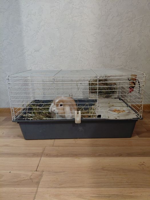 Продам гарну клітку із кроликом