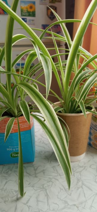 Хлорофітуми молоді.