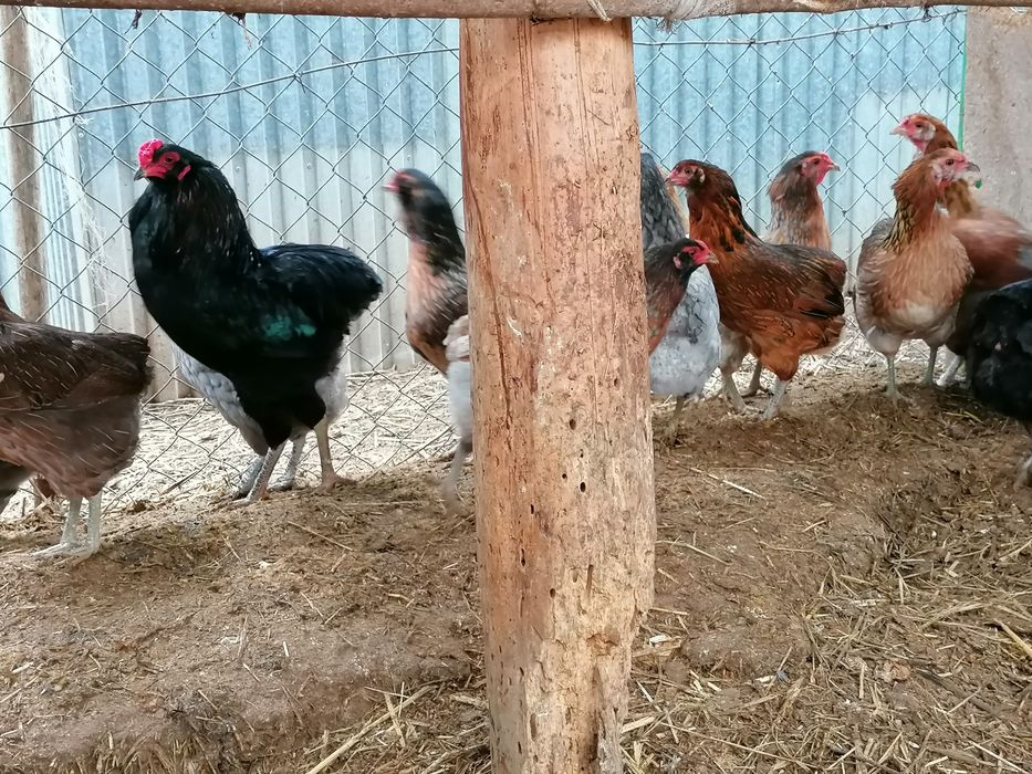 Kurczęta  , pisklęta , zielononóżki. araukany, polbary,czubatki i inne