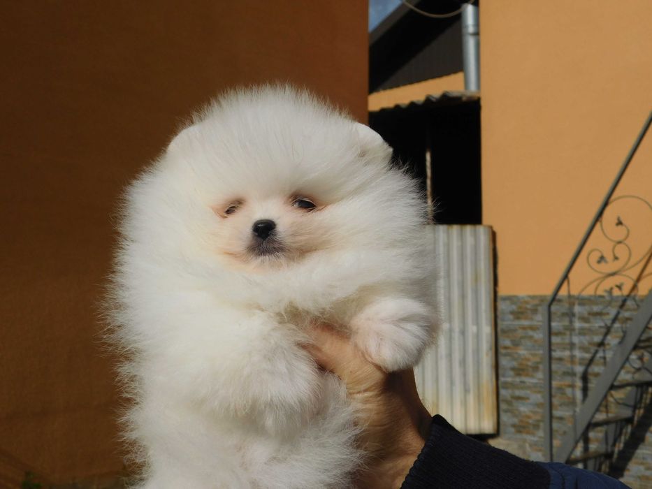 Міні хлопчик померанського шпіца, тип мішка