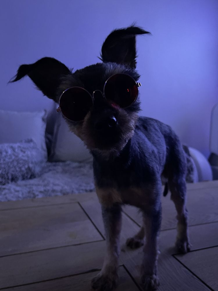 Okulary dla psa/kota Lenonki