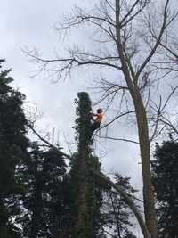 Corte e limpeza de árvores por método de escalada e limpeza de terreno