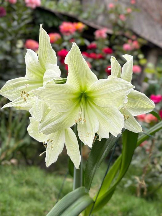 гиппеаструм, комнатная лилия, цветы, растения