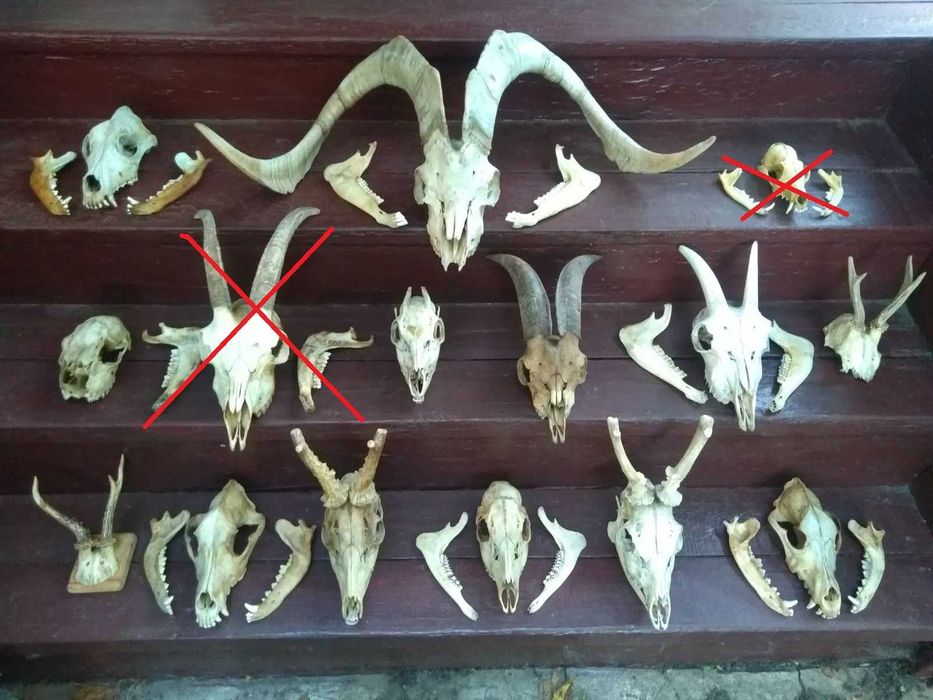 Черепа різних тварин козел лисиця вовк косуля коза волк олень сарни