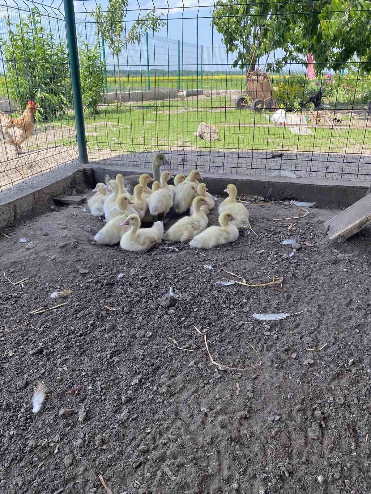 Продам індо качки білого кольору