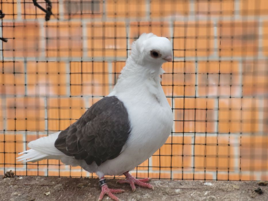 Mewka Polska 2025rok