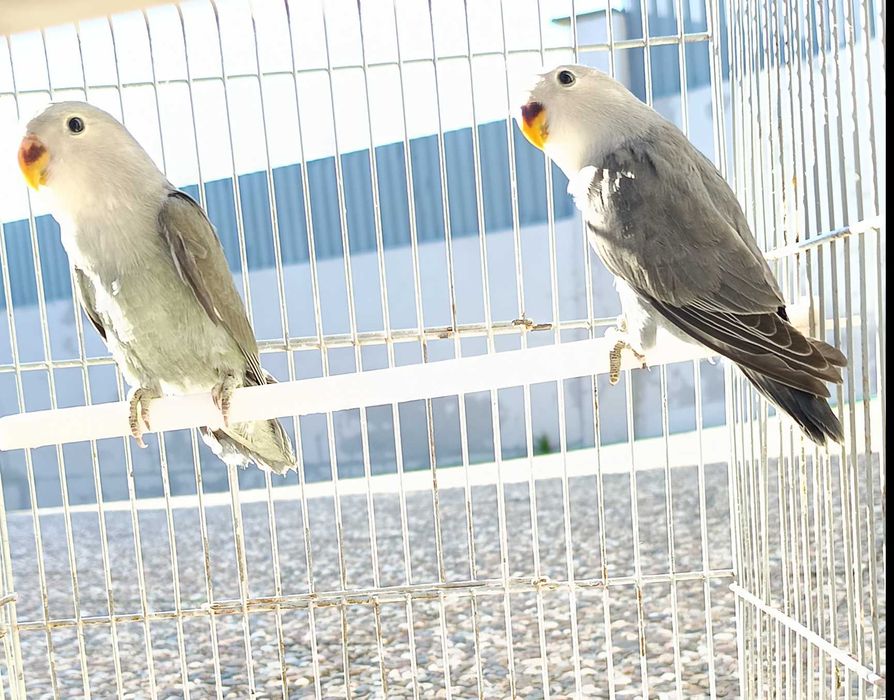 Casal de Agapornis Roseicollis Malva Opalino