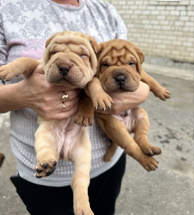 Продам щенков породы шарпей