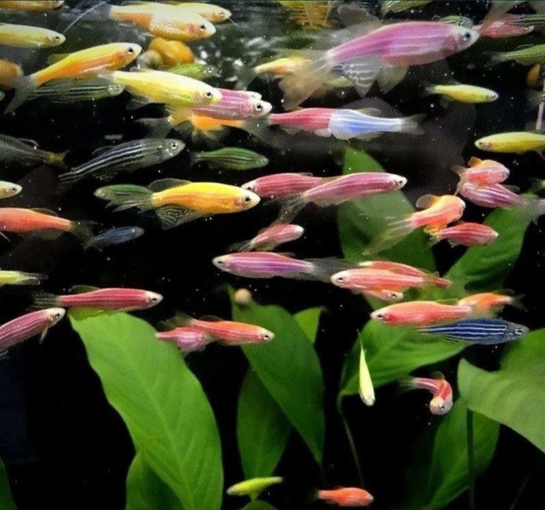 Рибки акваріумна риба гурамі даніо glo fish тернеція  glo