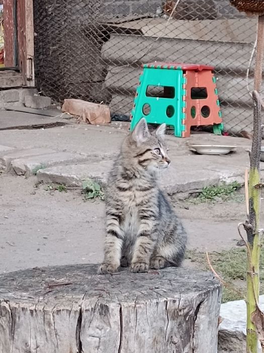 Котята шукають турботливу родину