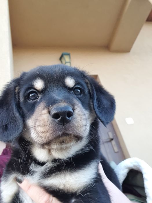 Pies pieski szczeniaczki oddam