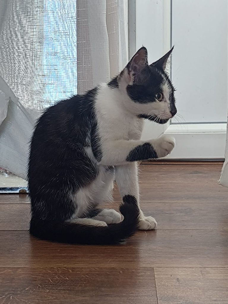 Котики ищут хозяина