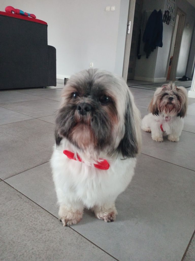 Reproduktor ShihTzu