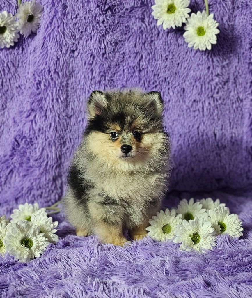 Szpic miniaturowy pomeranian blue merle & tan