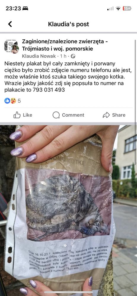 kot znaleziony Gdynia orłowo
