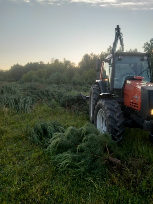Usługi leśne ścinka drzew czyszczenie działek kupno lasu na pniu