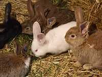 Młode króliki 2-miesieczne