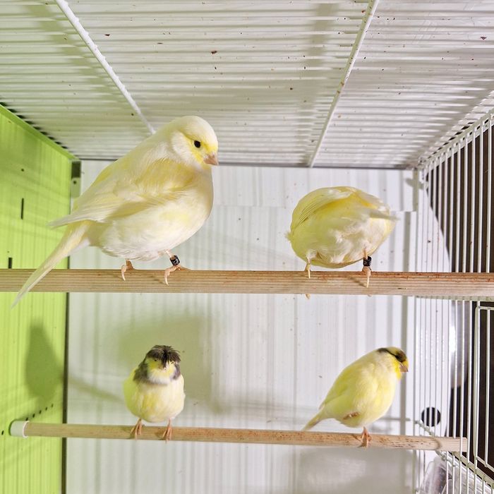 Kanarki gloster żółte