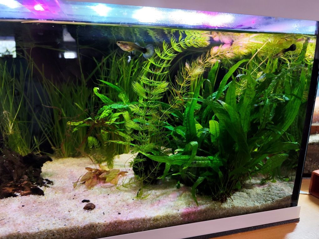 Witam sprzedam akwarium OptiWhite 112 litrów