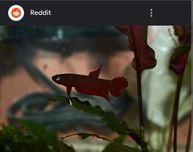 BETTA APIAPI (filhotes de selvagem)