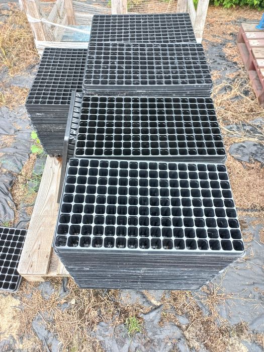 Multiplaty Rosada multiplat paletki drzewka tuja Thuja
