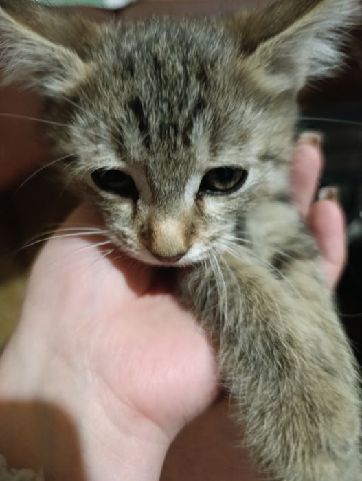 Котики в добрі руки