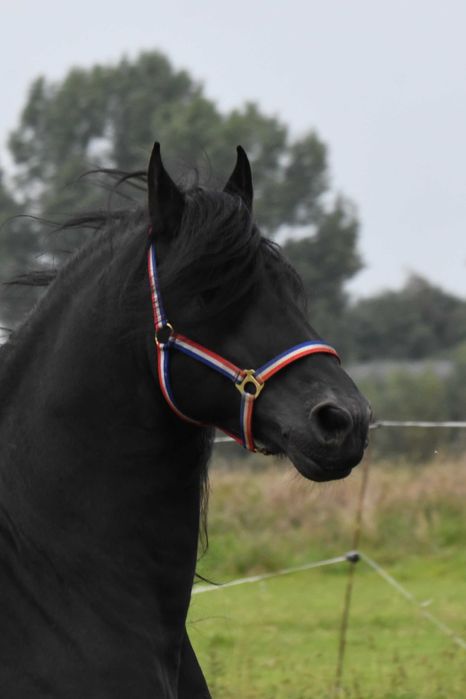 Ogier fryz fryzyjski siodlo zaprzeg