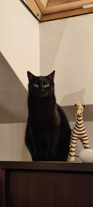 Kotka Kali szuka domu