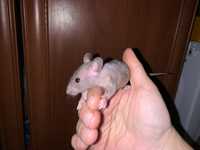Крысята  Сфинксы голые